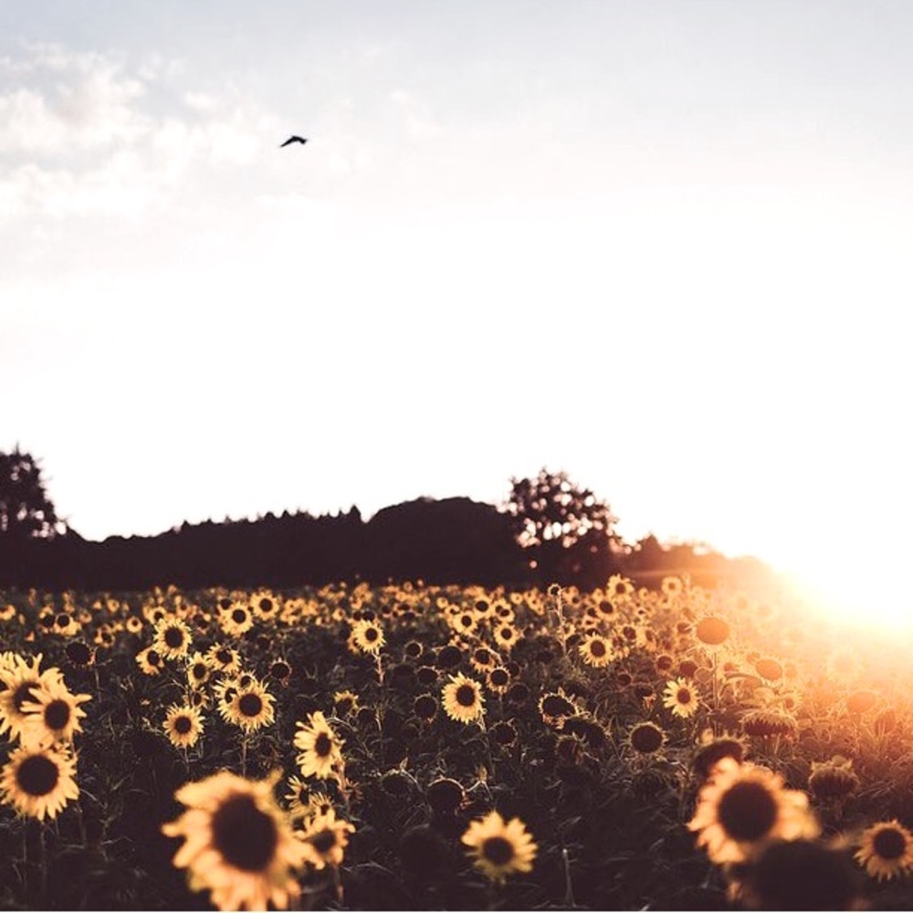 🌼 - Picture 4 of 6